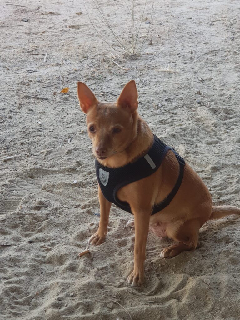 javi